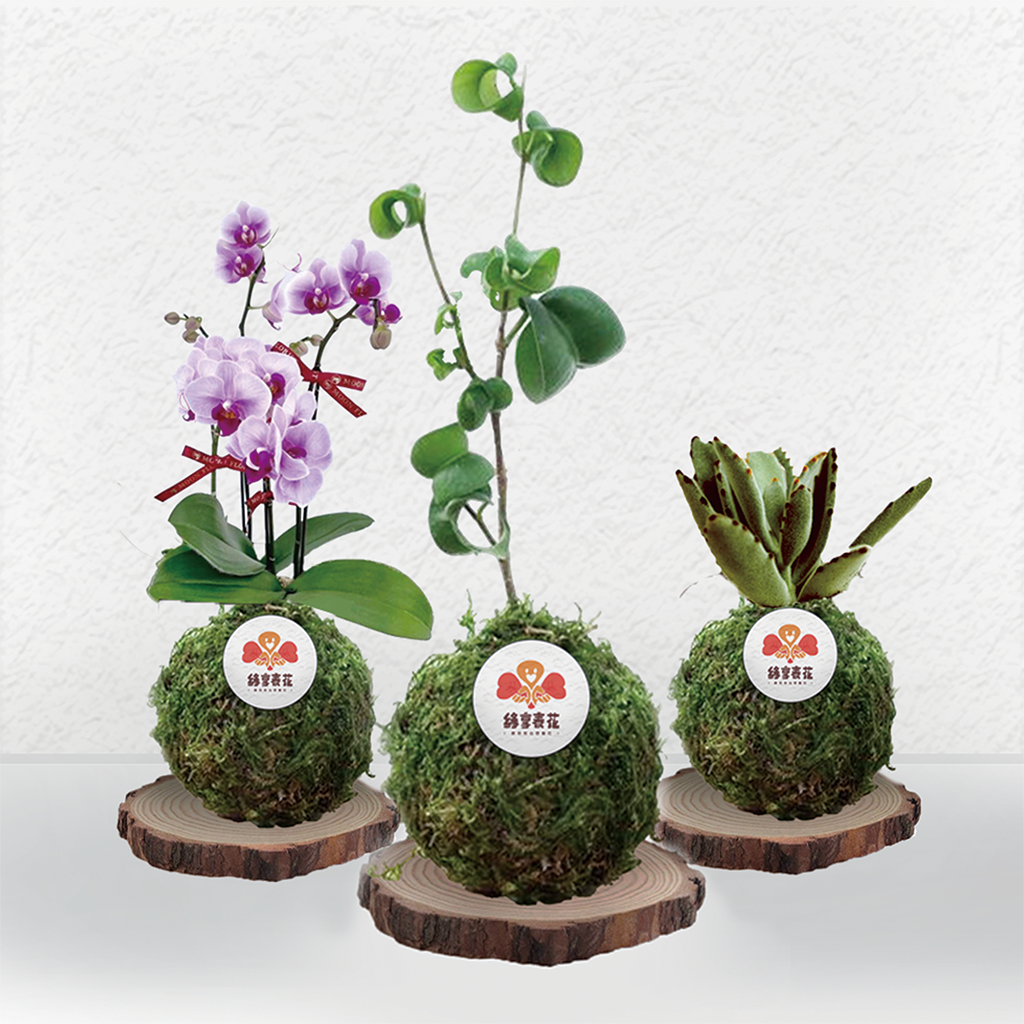 綠植栽苔球-封面圖
